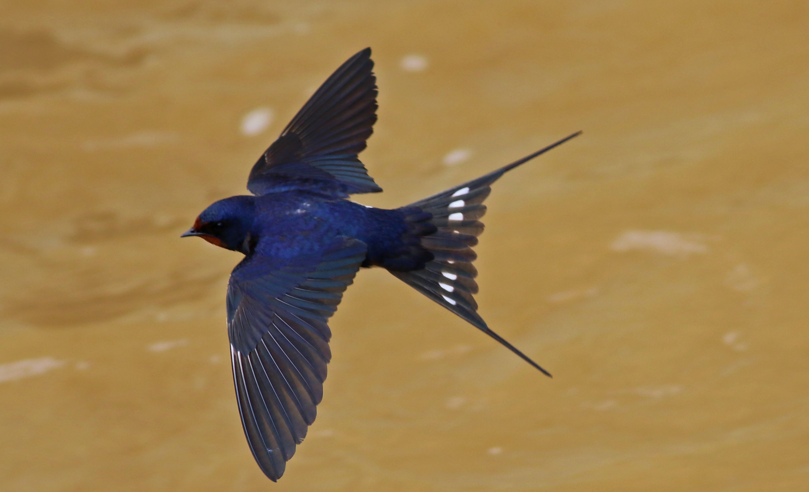 Barn Swallow — Ana fotoğraf